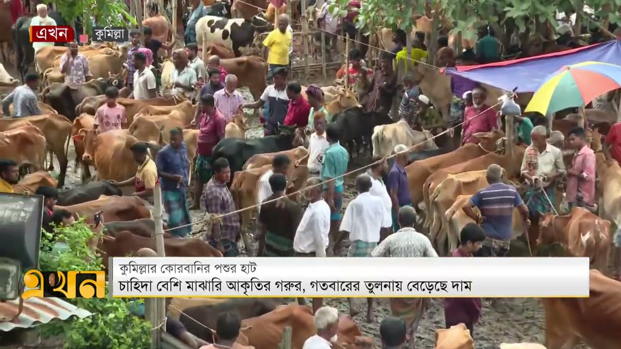 কুমিল্লায় জমতে শুরু করেছে কোরবানির হাট | Cumilla Cattle Market | Eid al Adha | Ekhon TV