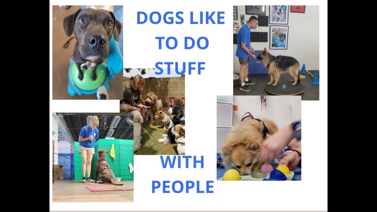 Enrichment to Meet Your Dog’s Specific Needs 12-3-22