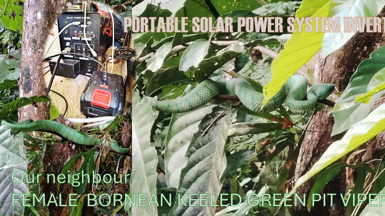 Episode 33 (Hill Forest Garden Mosumbu): Female Bornean Green Pit Viper, Portable Solar Power System