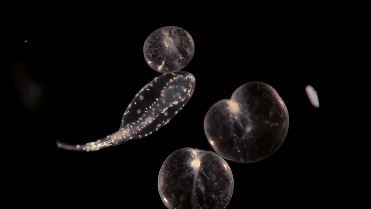 The world of tiny microscopic fish larvae from the North Sea