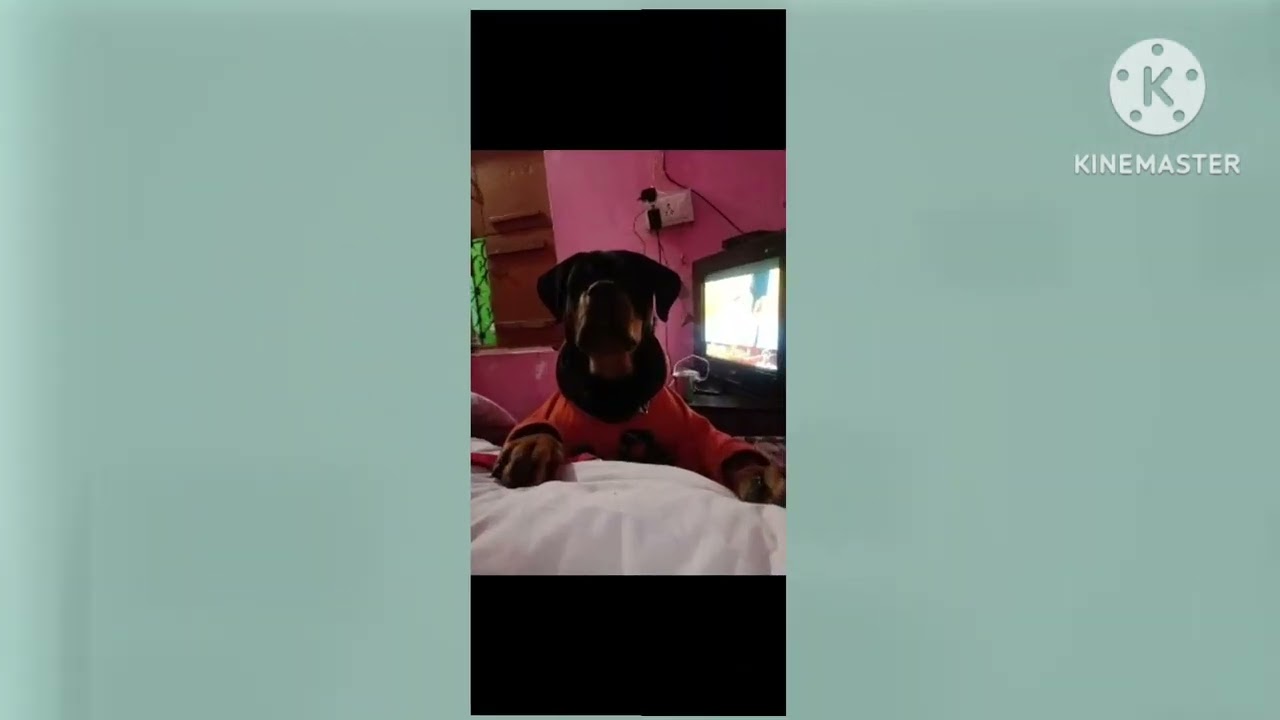 the Kasper 🐕 #subscribe #viralvideo #doglover #rottweilerlovers