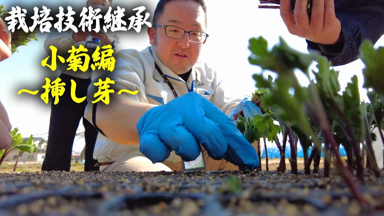 【農作業】スーパー指導員が教える！小菊～挿し芽～