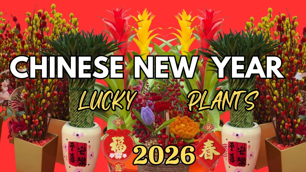 🧧Chinese New Year Lucky Plants Display | Walking Tour To Lucky Plants Shop