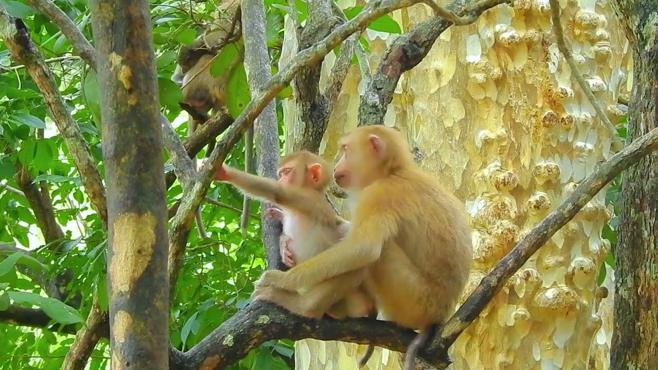 Aww, Cute Baby Monkeys Videos Compilation | Funny and Cute Moments of the Monkeys—SVA daily life