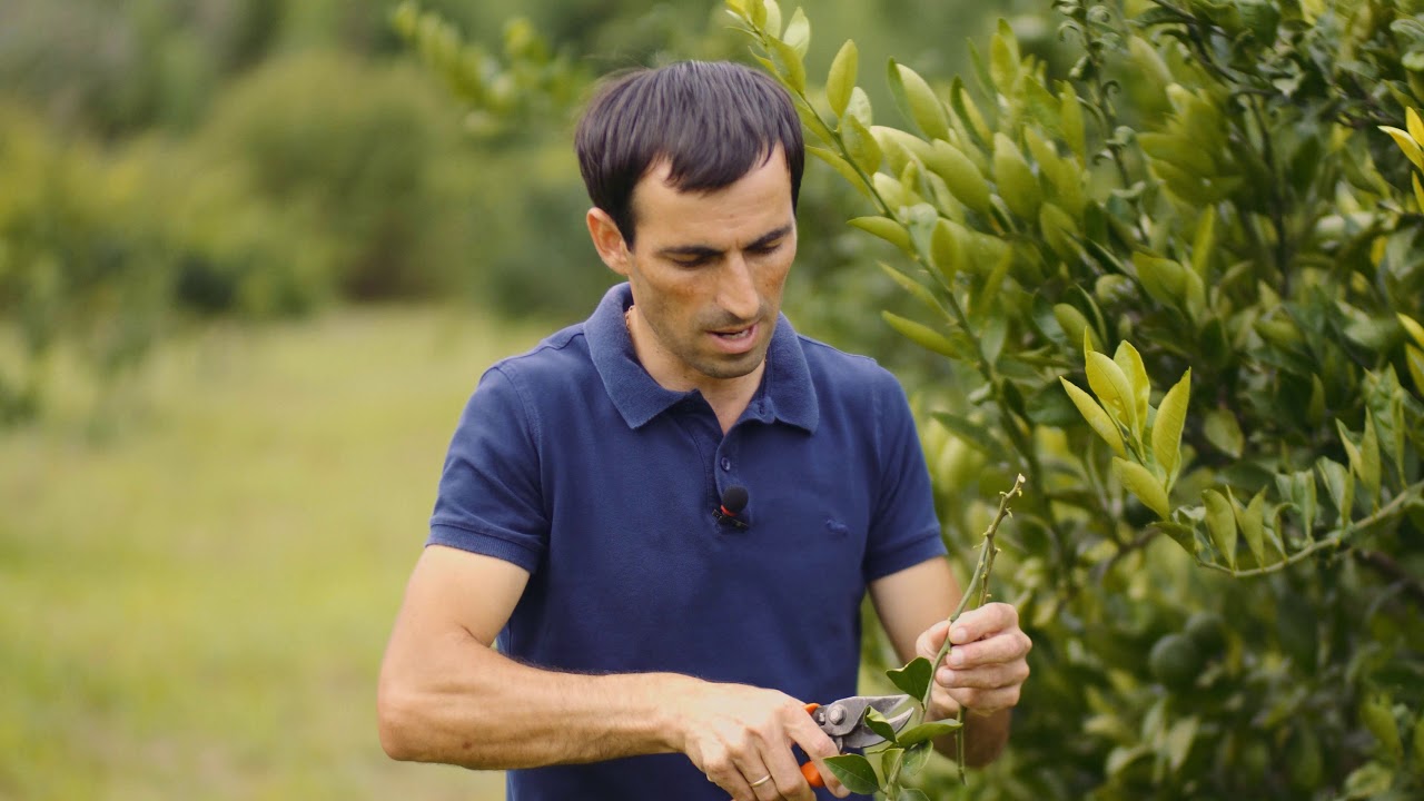 Окулировка цитрусовых / Grafting of citruses