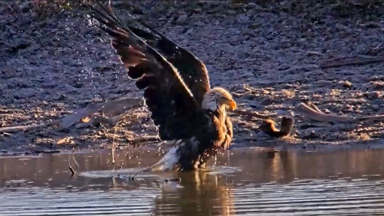 SWFL Eagles 11-27-24.  F23's Long & Luxurious Evening Bath!  M15's Pond Visit; The Herd!