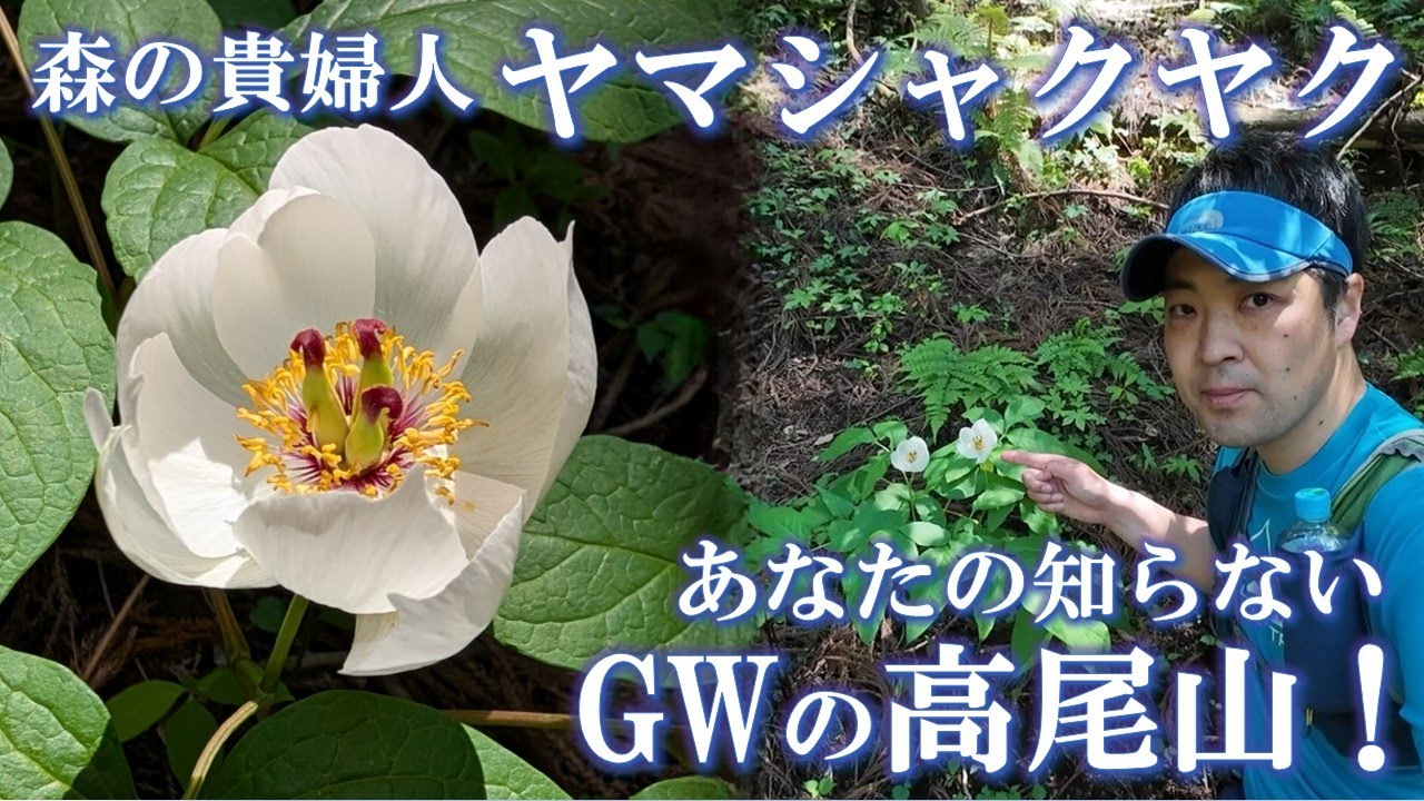 【あなたの知らないGWの高尾山！】森の貴婦人・ヤマシャクヤク（山芍薬）他、ゴールデンウイークの時期に高尾山に咲く花々を紹介していきます！