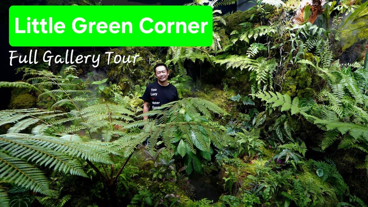 Little Green Corner - full gallery tour. 