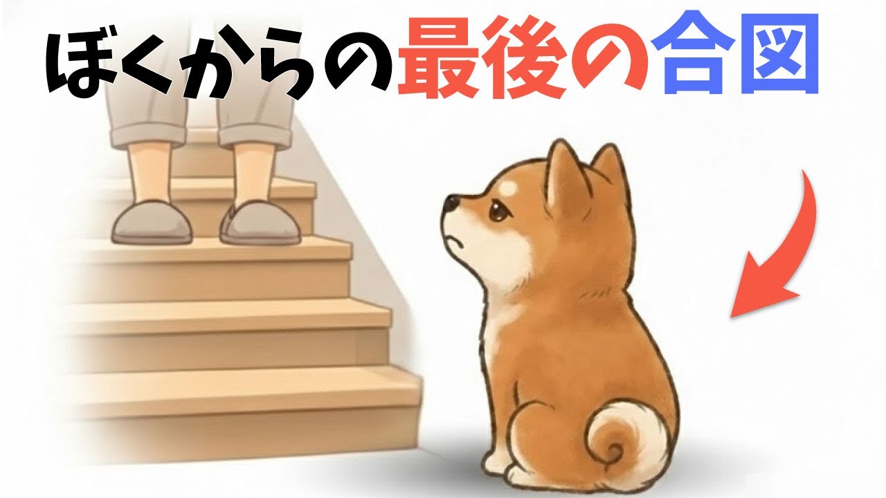 【警告】老犬が静かに出している「12の合図」｜7歳を過ぎた愛犬たちが私たちに伝えたいこと