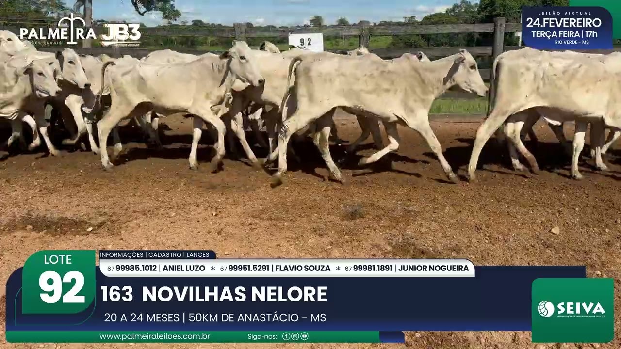 LOTE 92 – 4º Leilão Virtual Raízes da Palmeira | 24.02.26 | Palmeira Leilões Rurais
