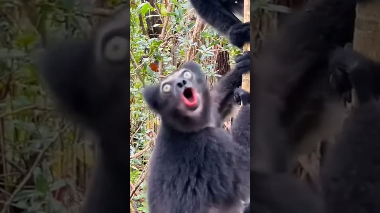 dangerous monkey 🐒🐒 monkey monster and Kiki monkey #monkey #monstrous #animals
