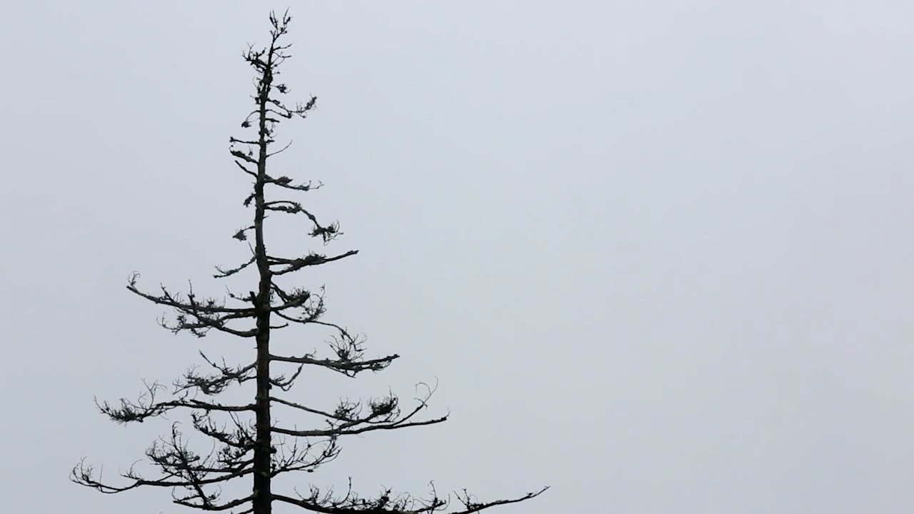 The Hemlock Woolly Adelgid - Educational Full Documentary