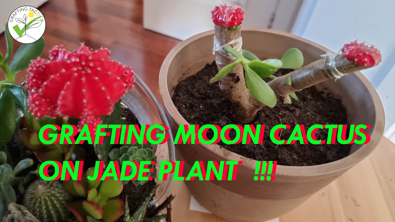 How to graft moon cactus on jade plant #Graftmooncactus                #graftingtactick