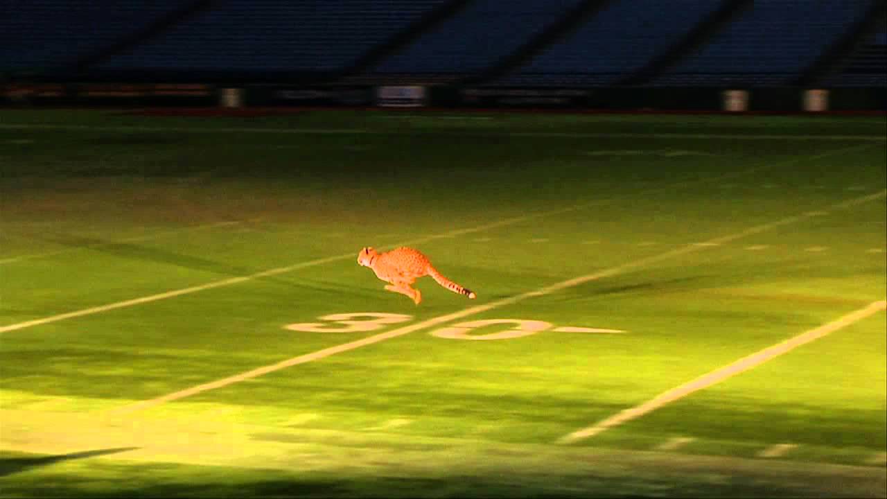 Cheetahs Get the Run of Tropicana Field | Busch Gardens Tampa Bay