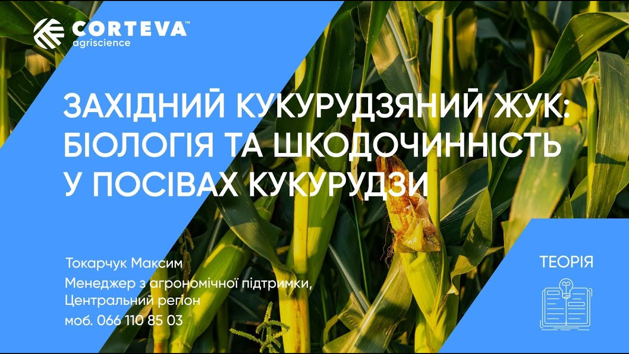 Агропоради від Corteva. Серія 7. Теорія. Західний кукурудзяний жук.