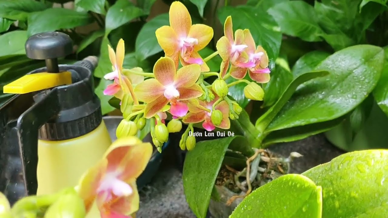 Tuyệt Chiêu Dùng Banking Soda Khi Lan Hồ Điệp Ra Hoa