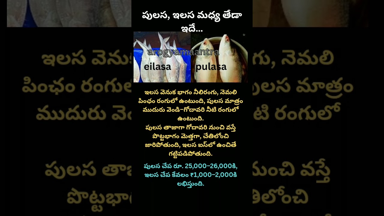 Pulasa vs Ilasa Fish Prices: ₹25K vs ₹1K! #Pulasa #Ilasa #TeluguNews #Seafood