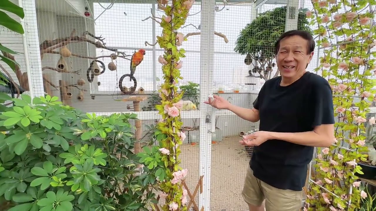 Avi rộn ràng tiếng chim hót trên sân thượng | PMK JOLIE