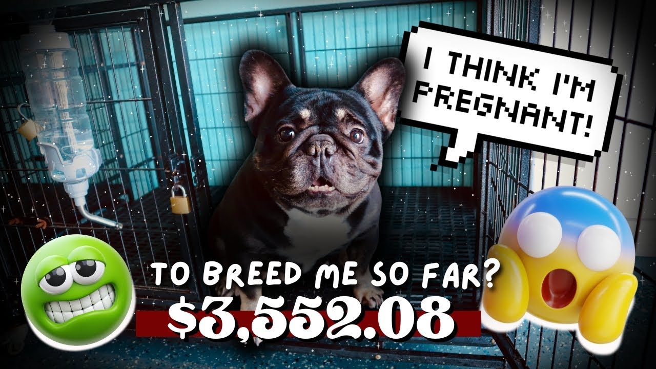 We’ve Lost Over $45,000 + 12 Dogs in One Year… and It Still Hurts | Dog Breeder Truth