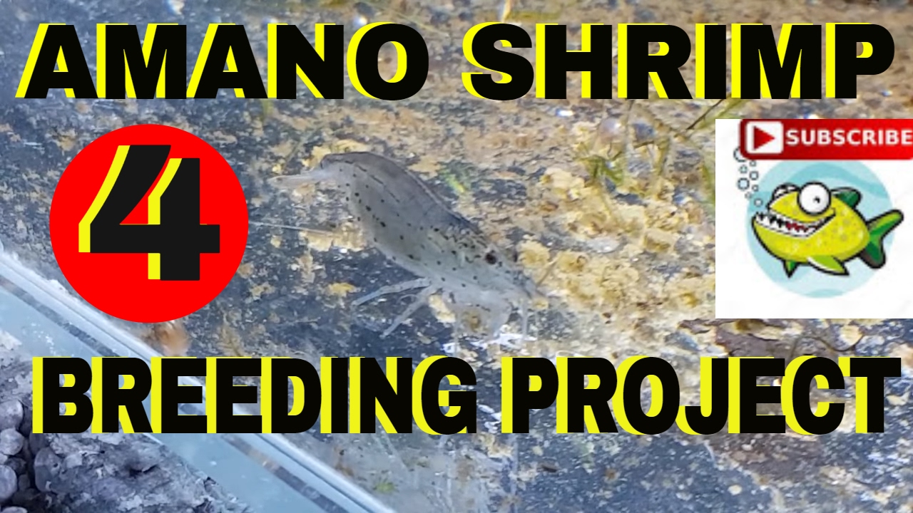 Amano Shrimp project 4