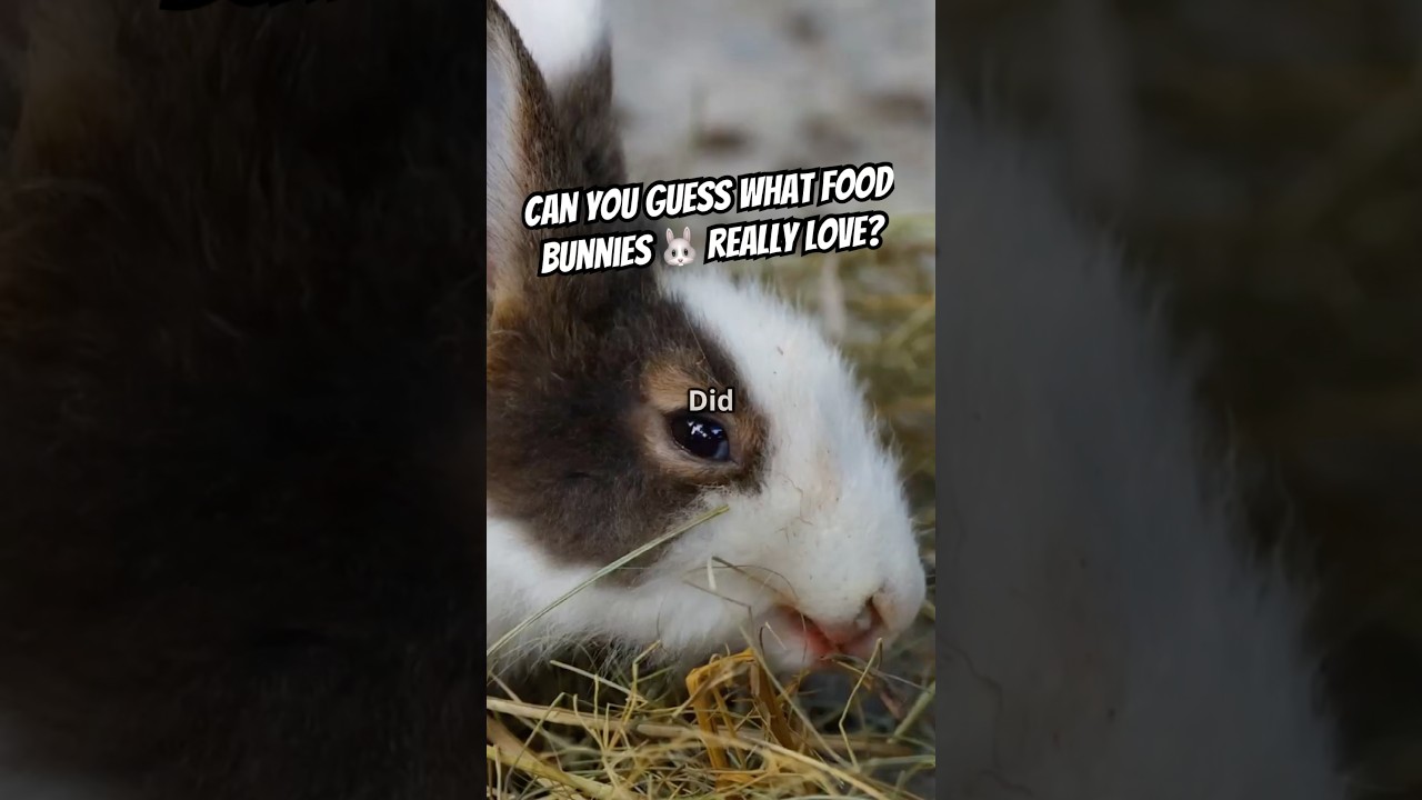 🥕🐇 Какая еда на самом деле является любимой у кролика?