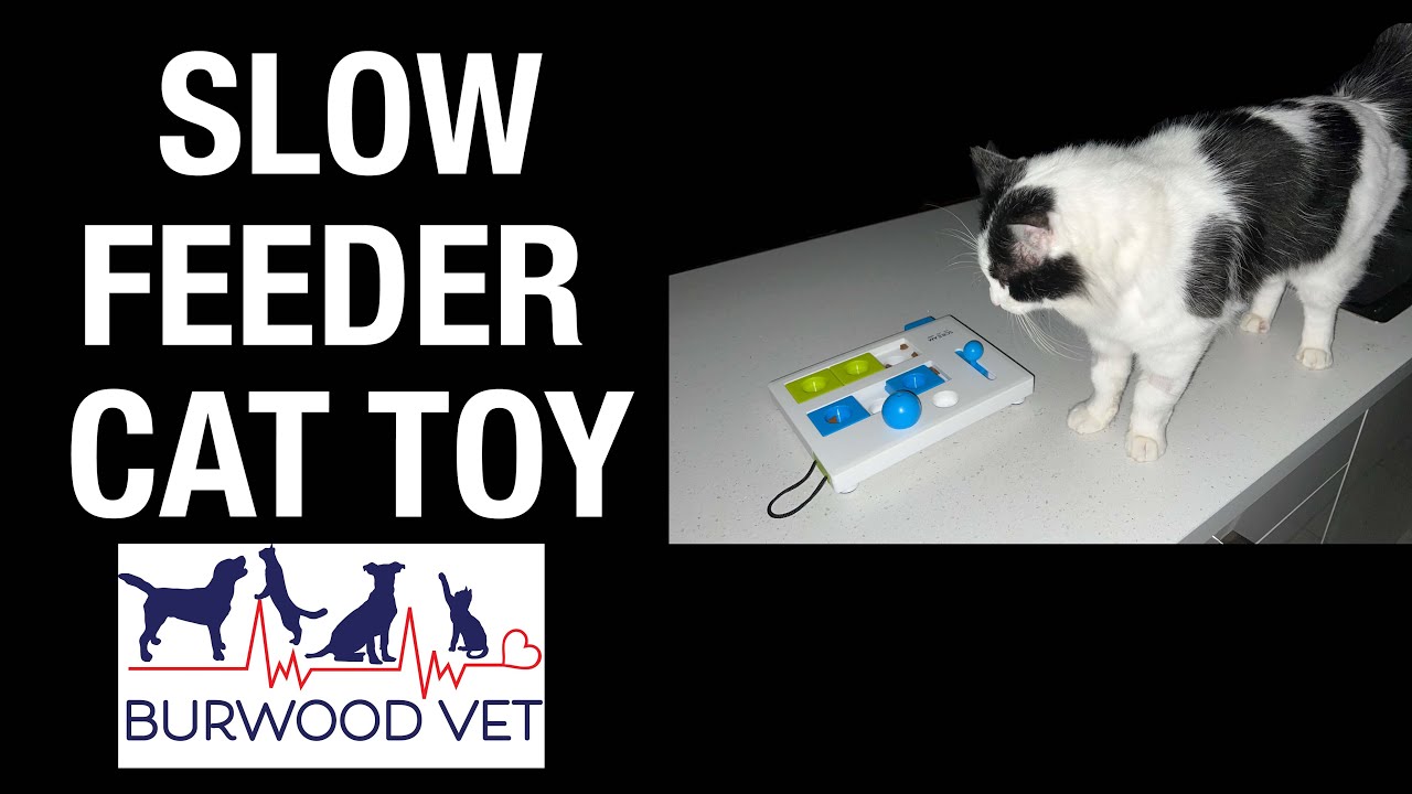 Slow feeder cat toy - enrichment and stimulation for a wannabe fat cat