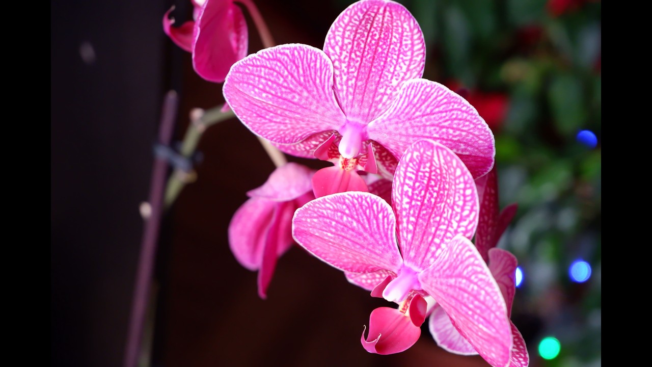 BRASILIA - la capitale del futuro