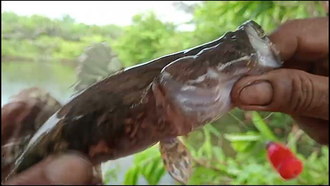 STREK IKAN BAKUT DI AREA KEBUN SAWIT