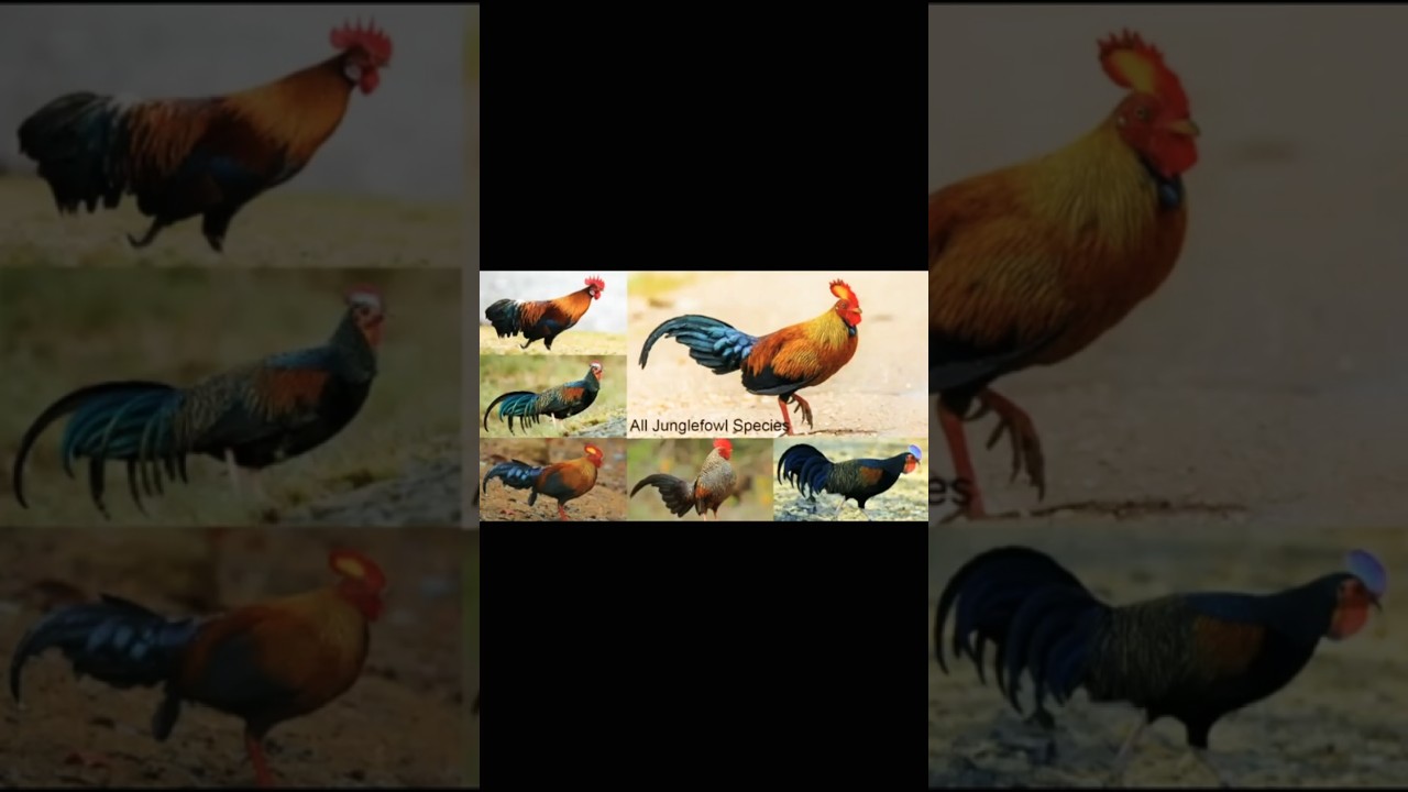 All Jungle Fowl Species in the world 🐓🐓🐓