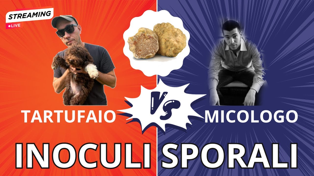 FATTO IN CASA! Inoculo sporale di TARTUFO nero estivo PARTE #3