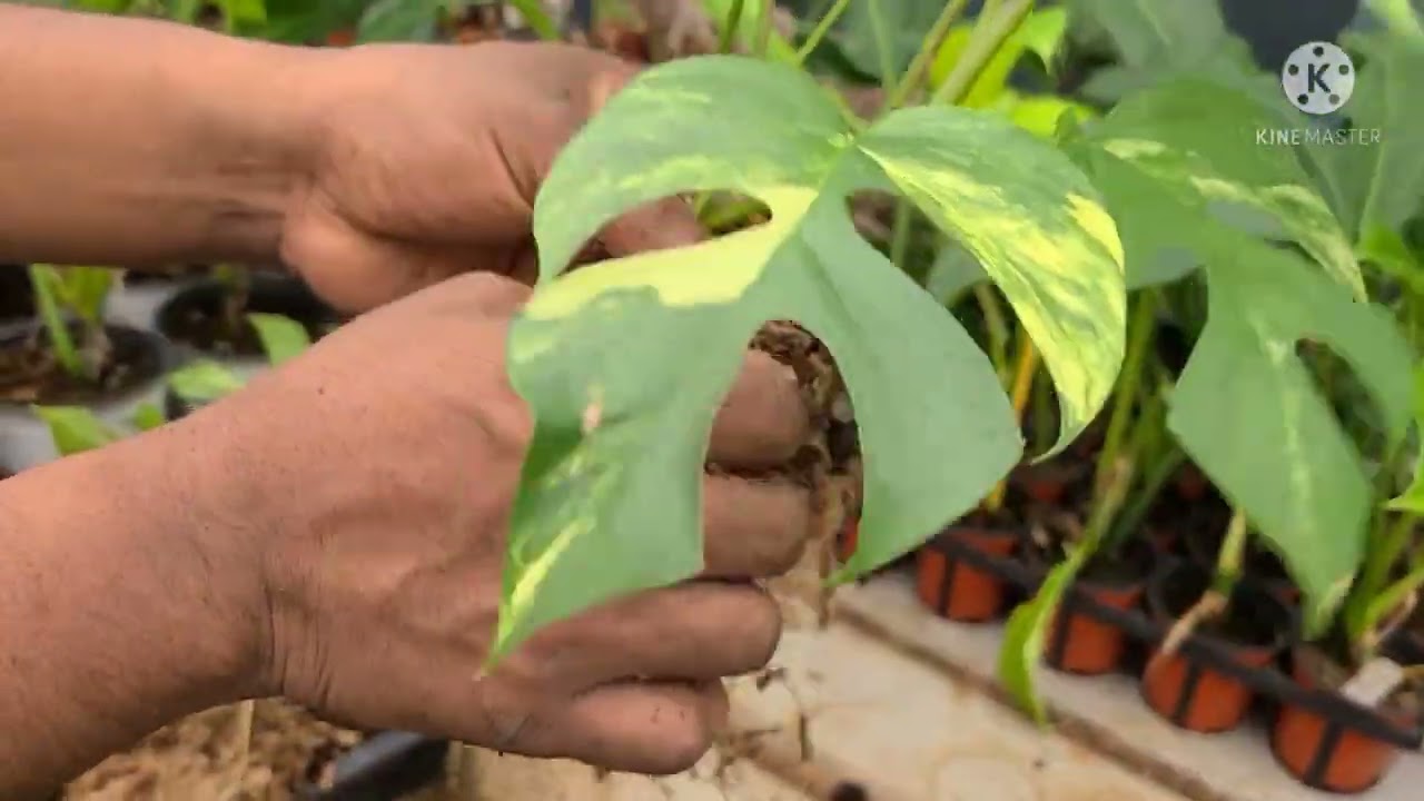 옐로우 히메몬스테라 분갈이 했어요. 빠른 삽목과 번식을 위한 팁 대방출!!(raphidophora tetrasperma aurea variegata)