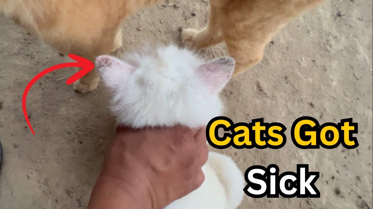 💔 Billiyaan Beemar + Kabootar Ne Baby Ko Khilana Start Kar Dia | Mini Zoo Update