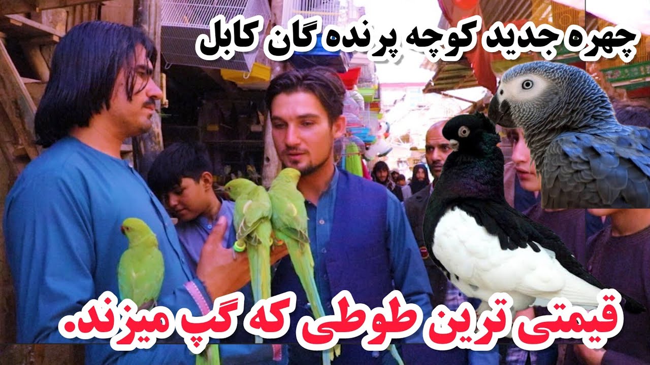 کابل قدیم، برنامه جالب میرزاد از کوچه تاریخی کاه فروشی کابل، قیمتی ترین طوطی، Birds Bazar Kabul AFG