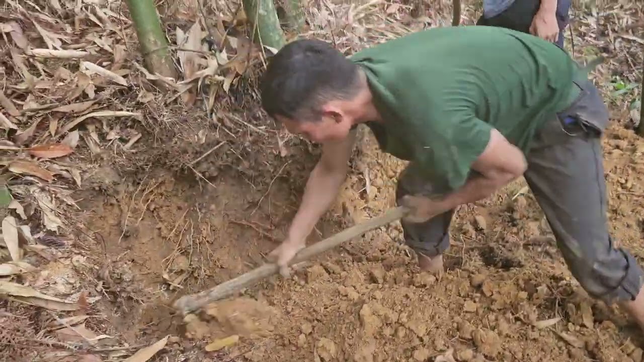 Trải nghiệm Đi đào dúi.Vớ được 3 Em chuột (lột) siêu khổng lồ.Và một bữa thịt thỏ rừng siêu ngon...