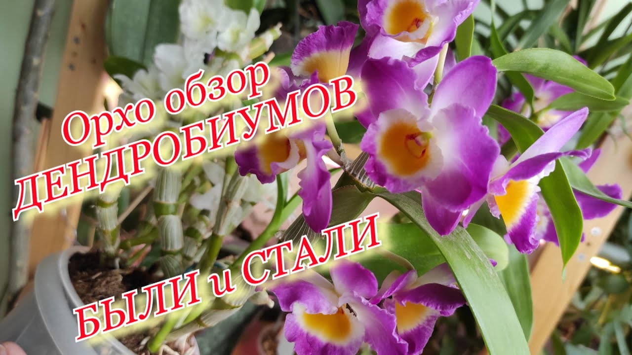 Обзор орхидей. Дендробиумы теплого содержания и холодного. 2 года в динамике.  Март 2021