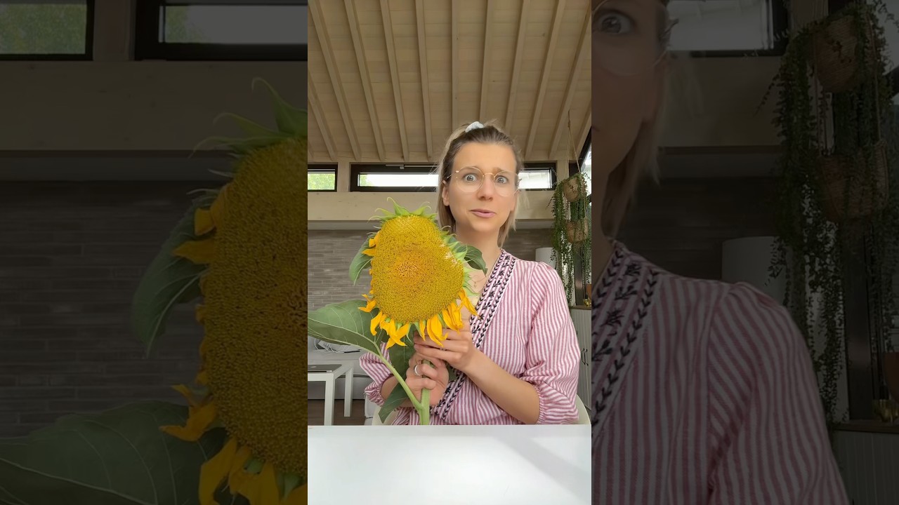 Sunflower season
