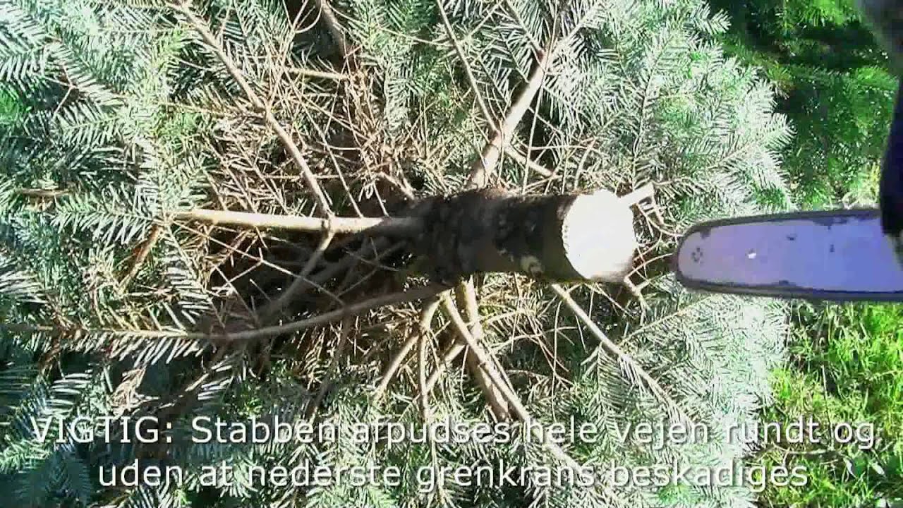Oparbejdning af juletræer