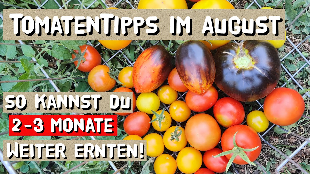 Tomaten im August - Tomaten vor Hitze schützen - Pflegetipps für eine lange Ernte