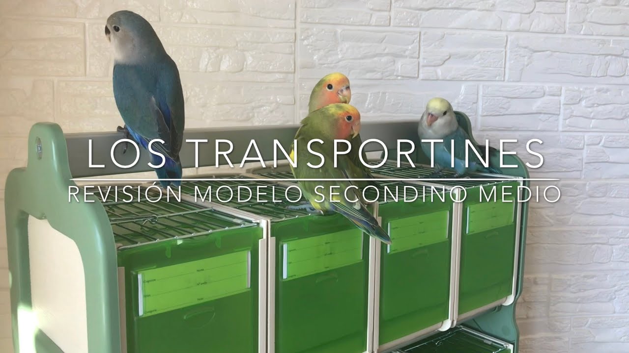 LOS TRANSPORTINES PARA AVES. Agapornis Roseicollis con 45, 44, 43 y 41 días.