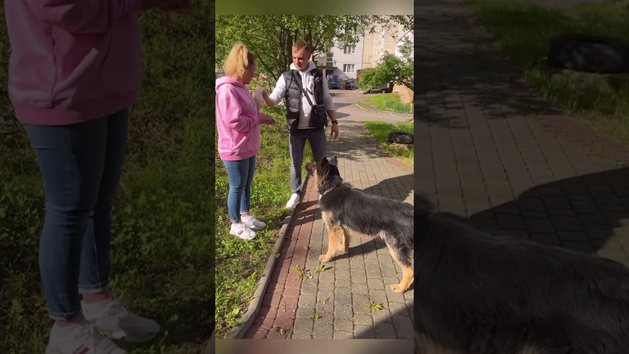 22 травня. Хтось загубив собаку.