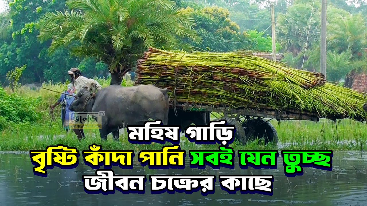 মহিষ গাড়ি বৃষ্টি কাদা পানি সবই যেন তুচ্ছ জীবন চক্রের কাছে || village tv