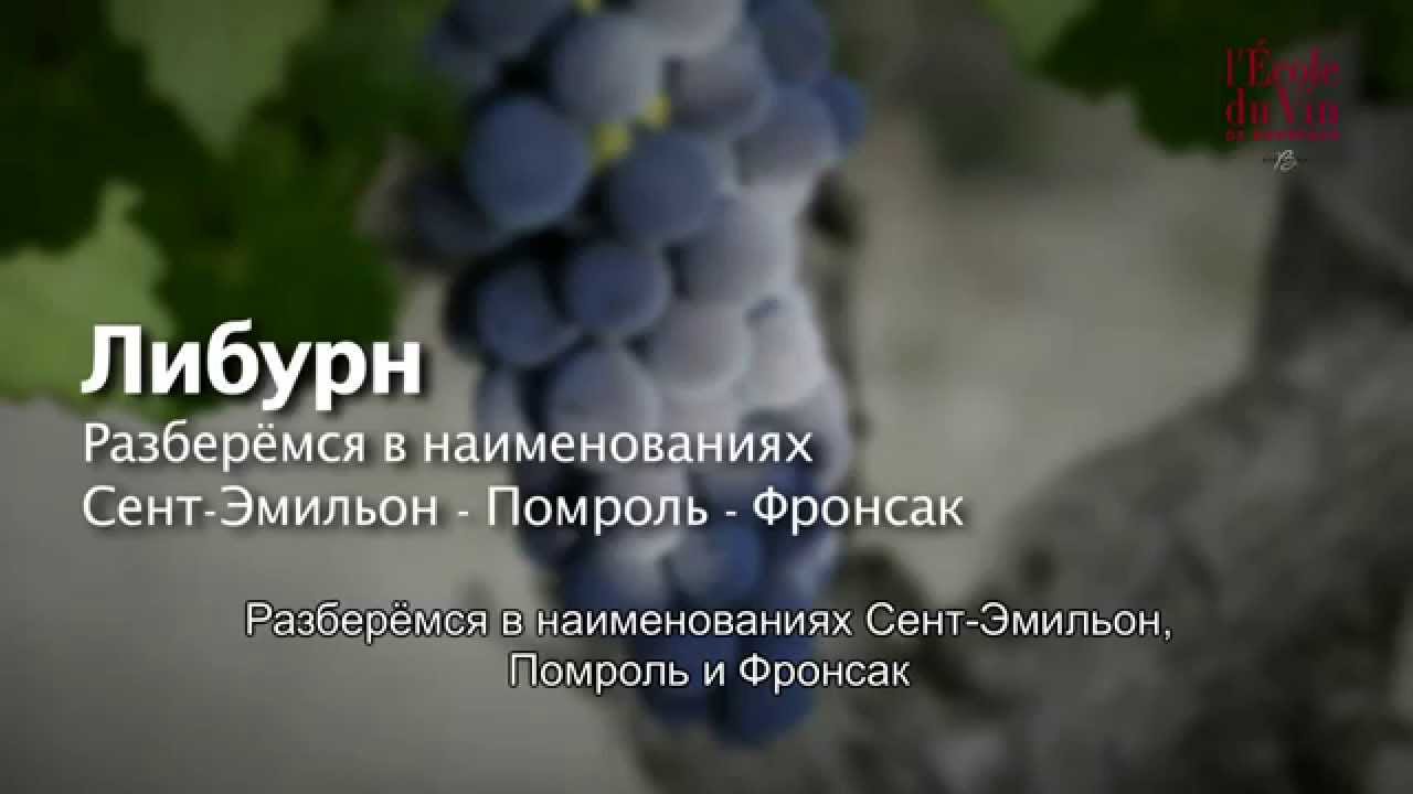 Сент-Эмильон, Помроль и Фронсак - Азбука вин Бордо (выпуск 28)