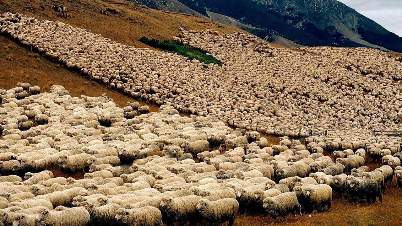 CONHEÇA A MAIOR FAZENDA DE OVELHAS DO BRASIL - INCRÍVEL!