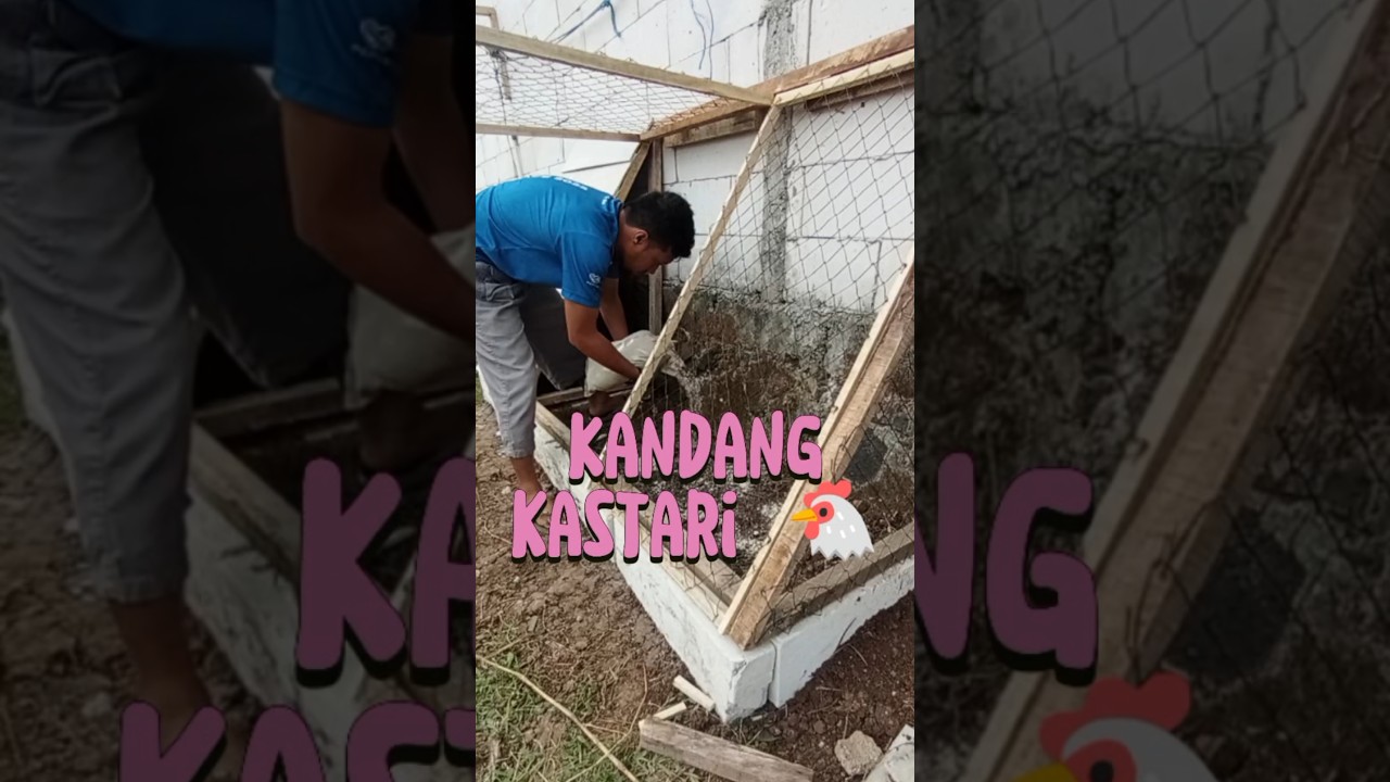 Membuat Kandang Ayam Kastari #kandangayam #kandangayamsederhana #kandangayamumbaran