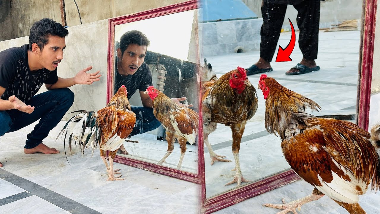 Murga Ko Mirror Ka Samna Rakhdiya 😱 Bher Kia Hoa 😨Mamu Ki Fight Hogaye 😧