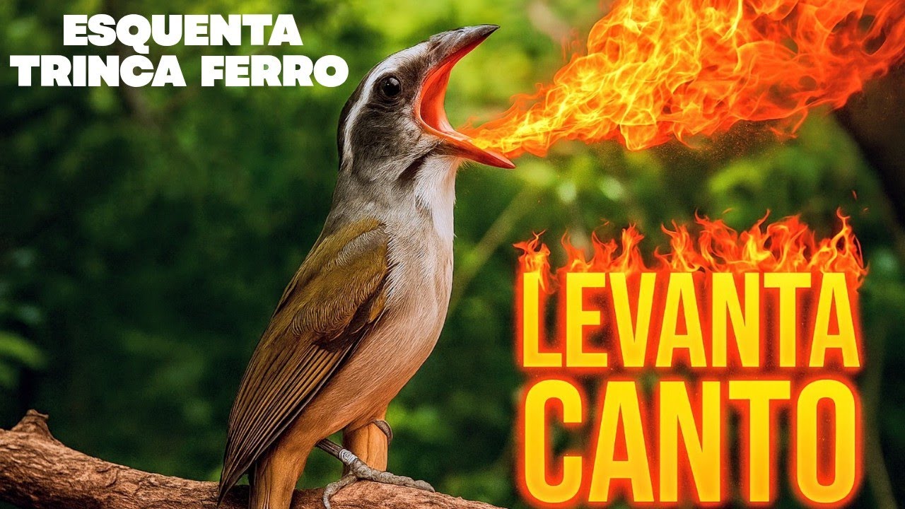 LEVANTA CANTO ESQUENTAR TRINCA FERRO ESTIMULA CANTAR