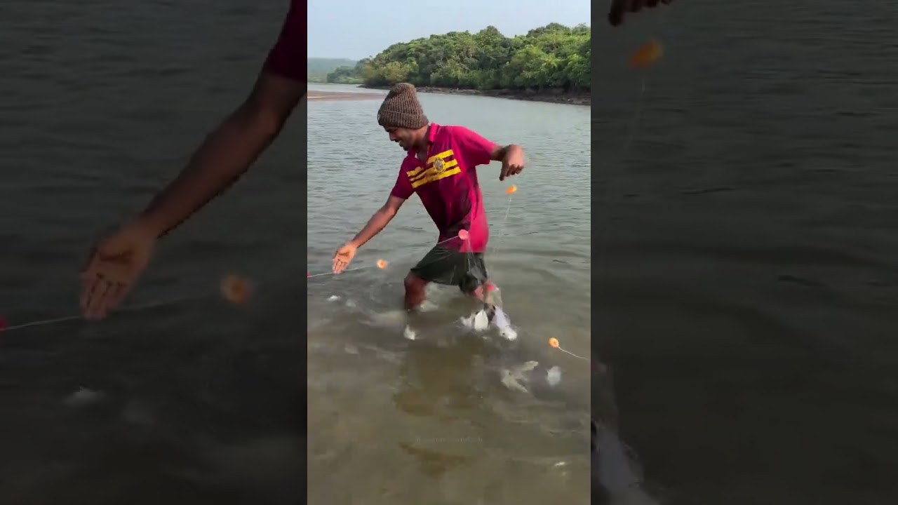 रत्नागिरीच्या खाडीतील मासेमारी |net fishing inRatnagiri