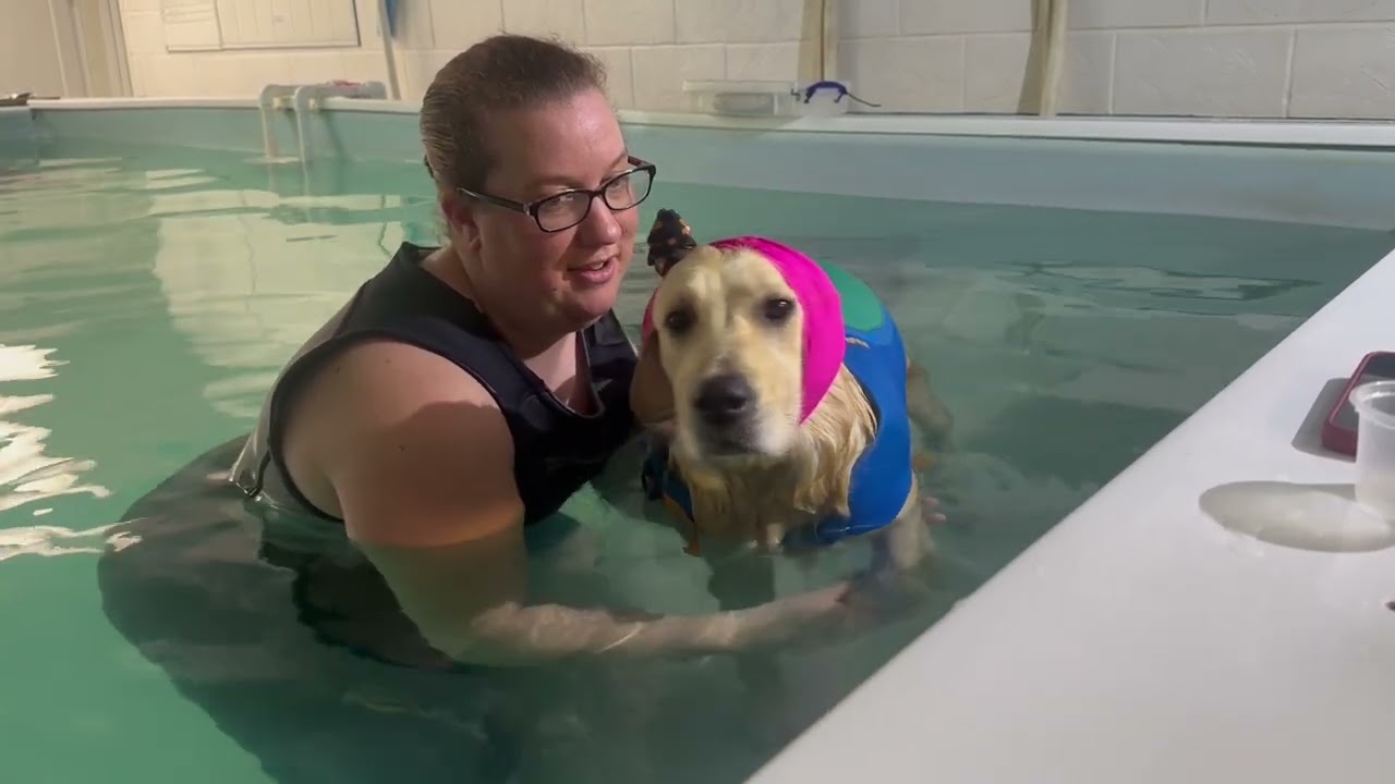 Canine hydrotherapy session in the pool