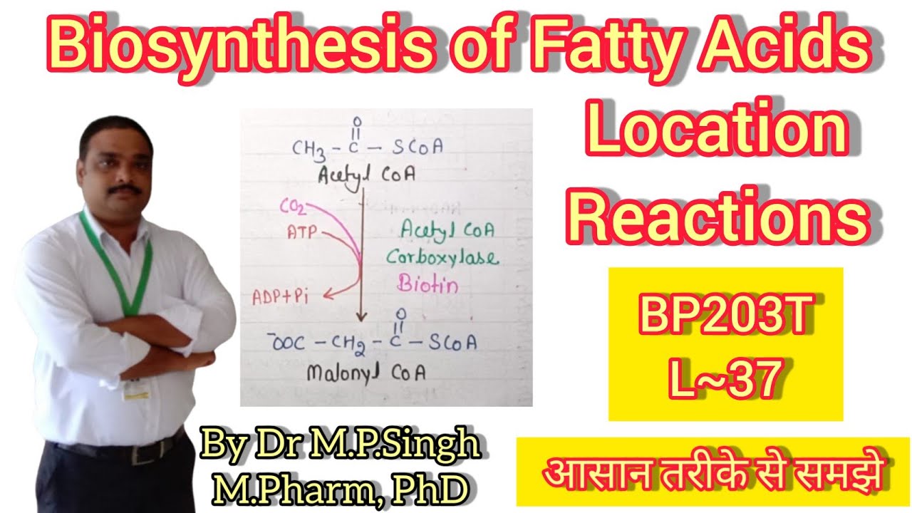 Biosynthesis of Fatty Acids | Location | Reactions | Biochemistry | BP203R | L~37