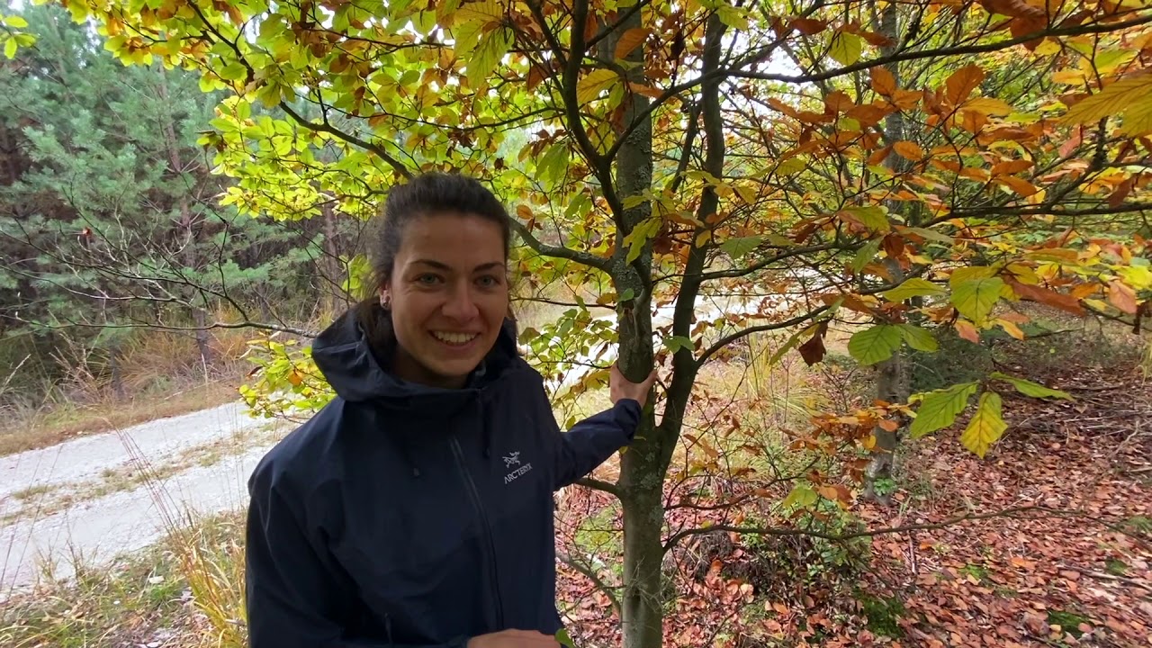 PRV - živá příroda, stromy